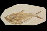 Detailed, Diplomystus Fossil Fish - Wyoming #92902-1